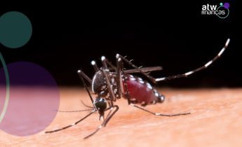 Dengue e chikungunya: como eliminar focos e quando procurar a UPA